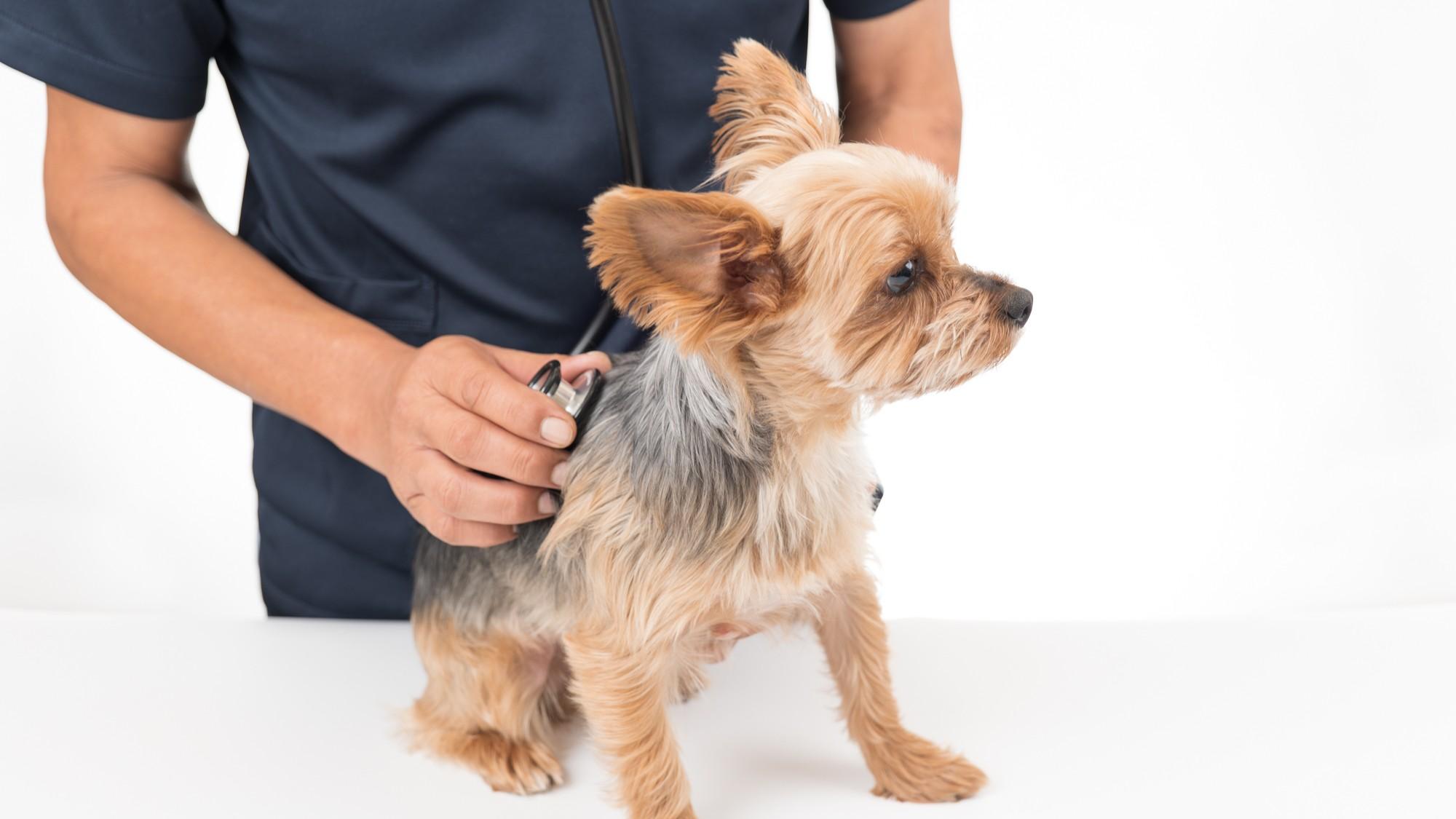 診察をする獣医師