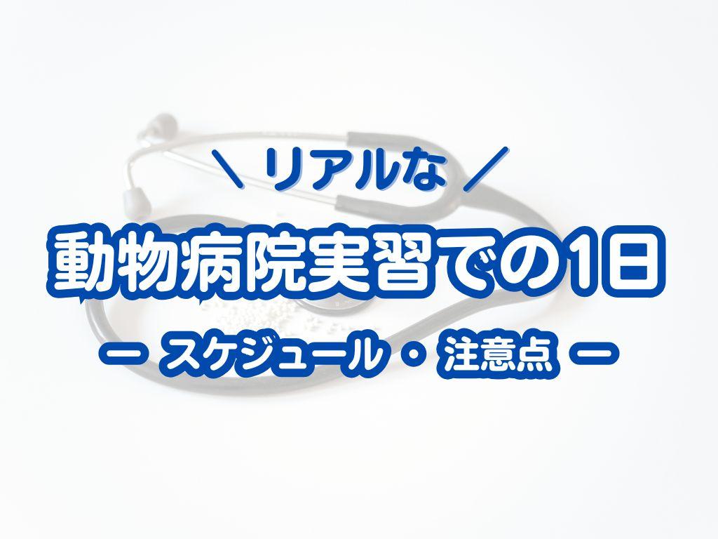 動物病院実習での一日｜リアルなスケジュールと注意点