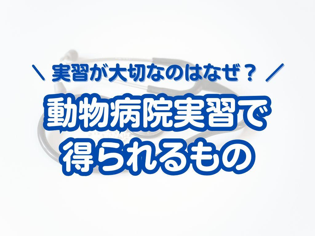 動物病院実習で得られるもの｜就職活動において実習が大切な理由