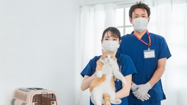 猫を抱える獣医師