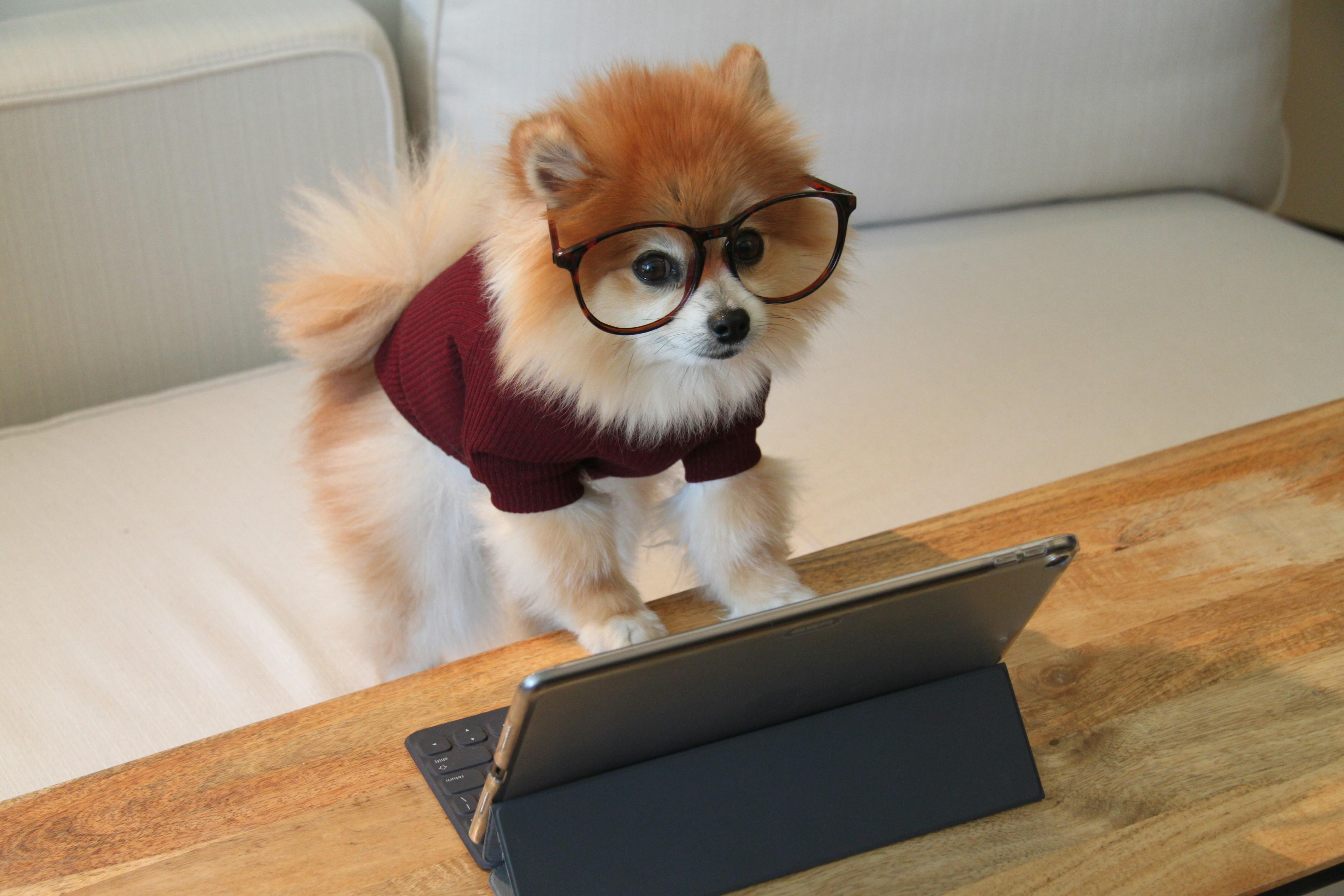パソコンを見る犬