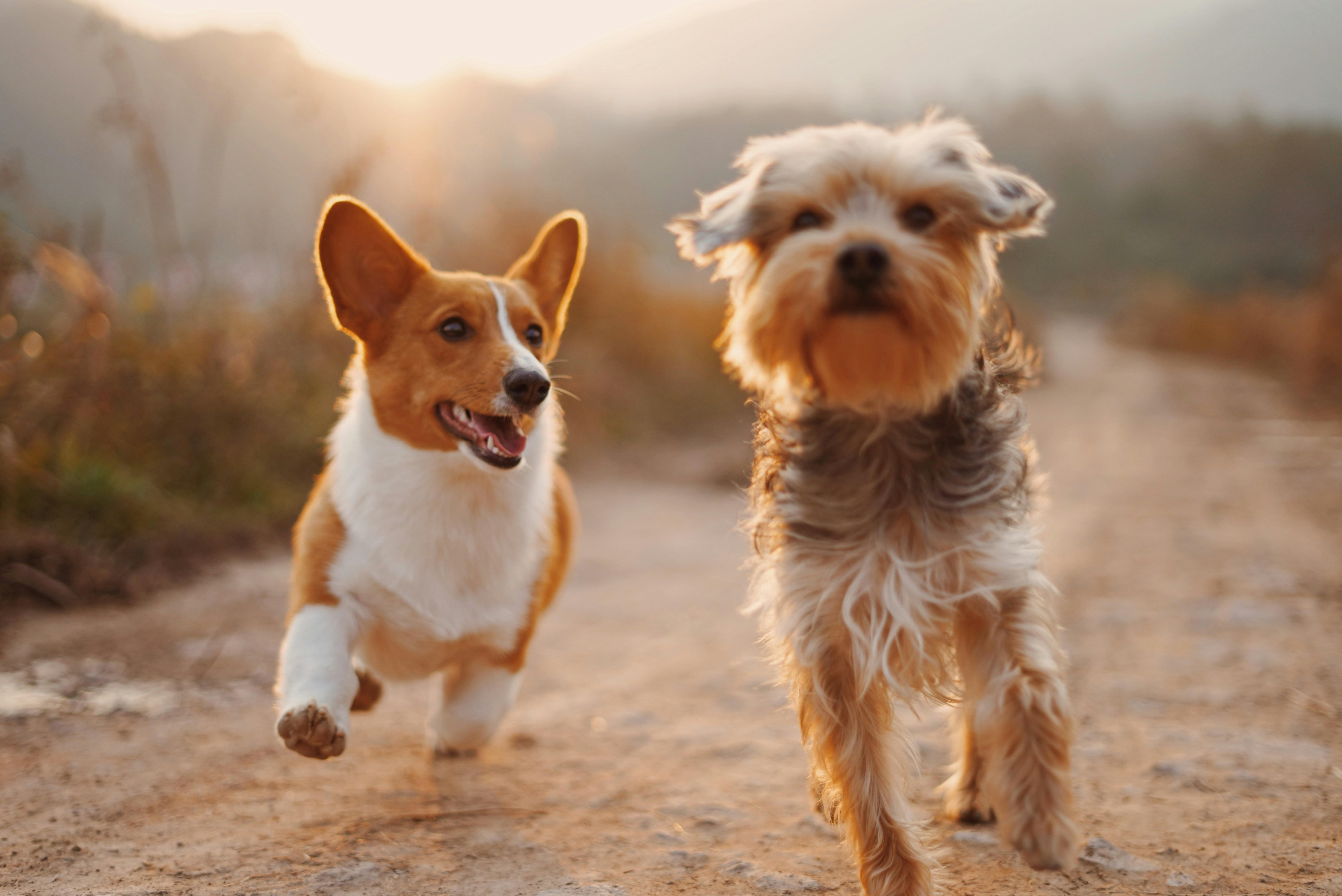 走る犬