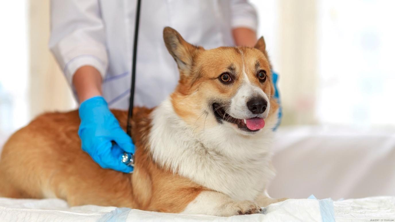 診察を受ける犬