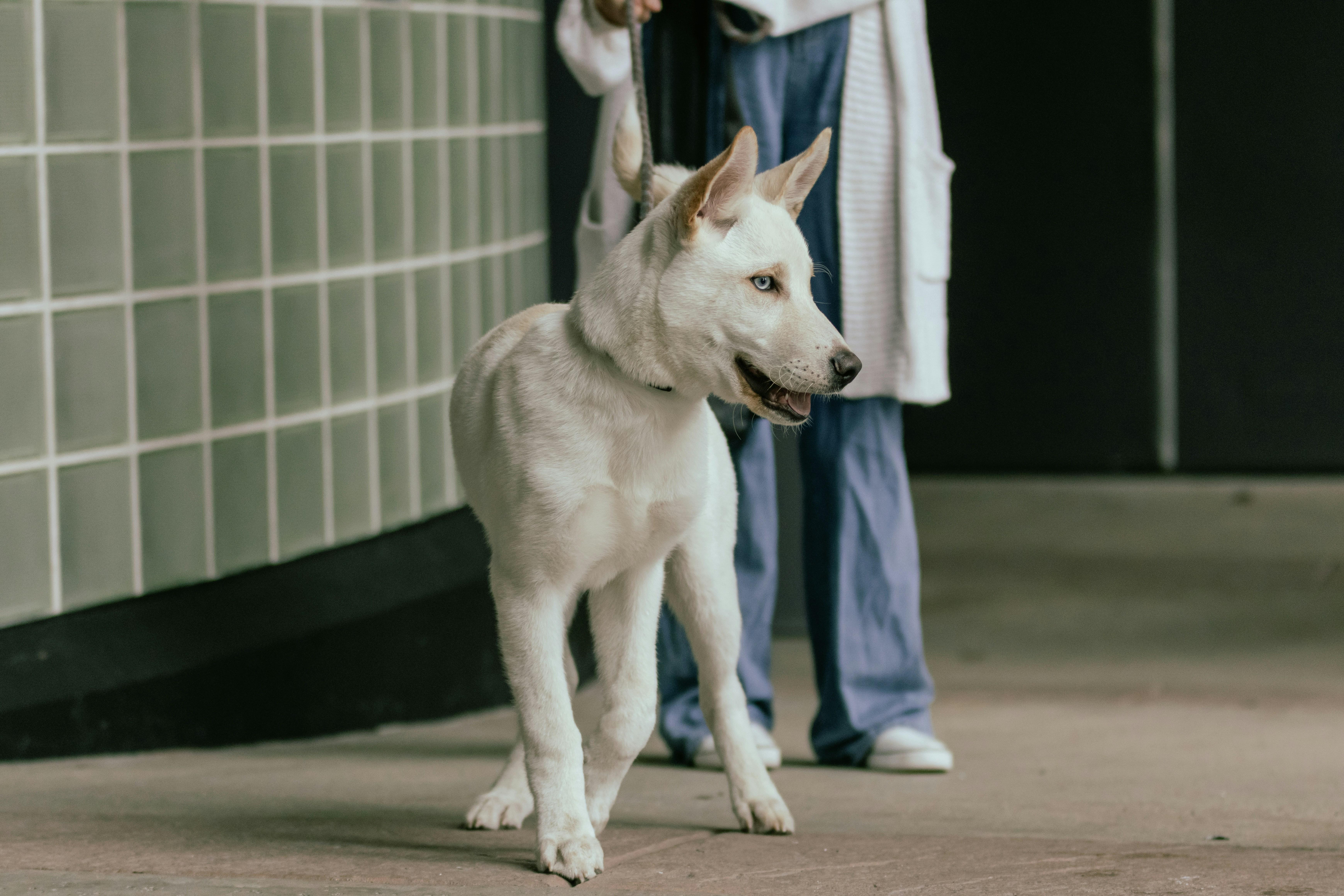 犬と獣医師