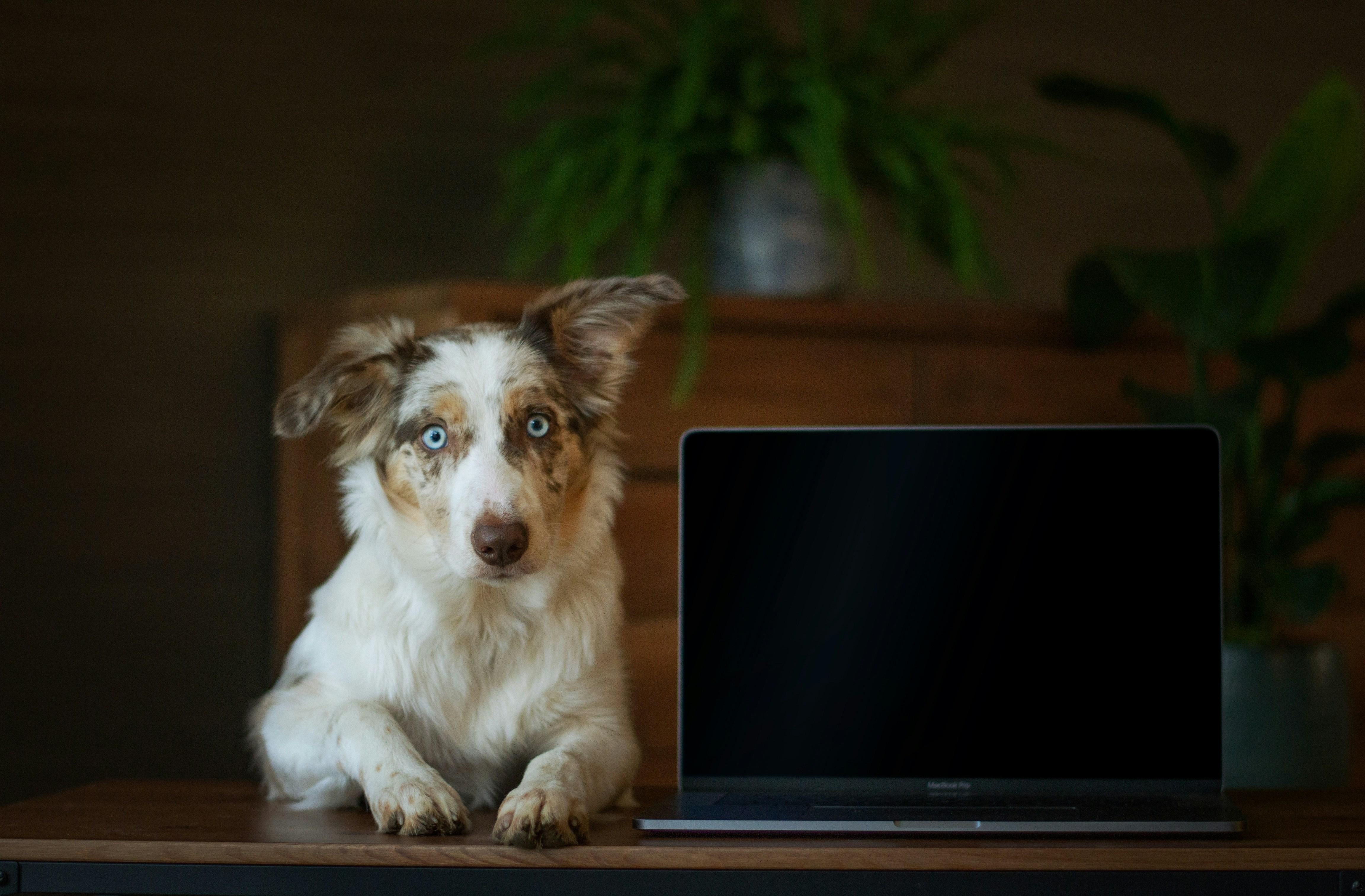 パソコンと犬