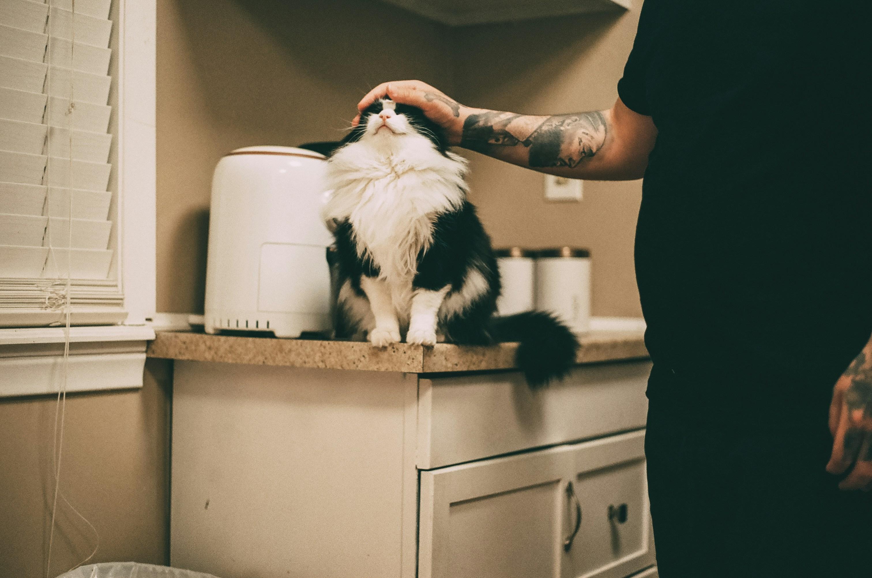 撫でられる猫