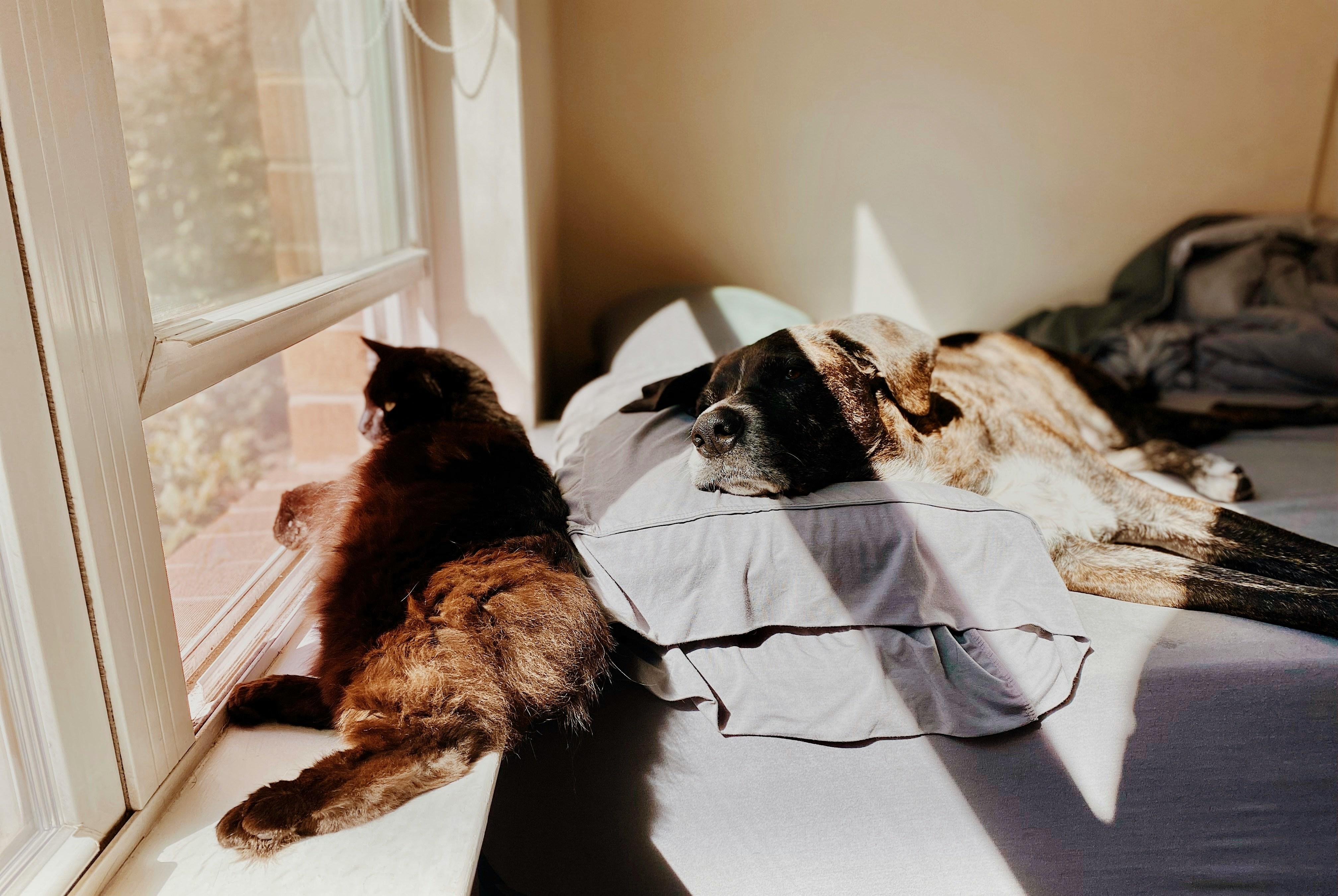 犬と猫