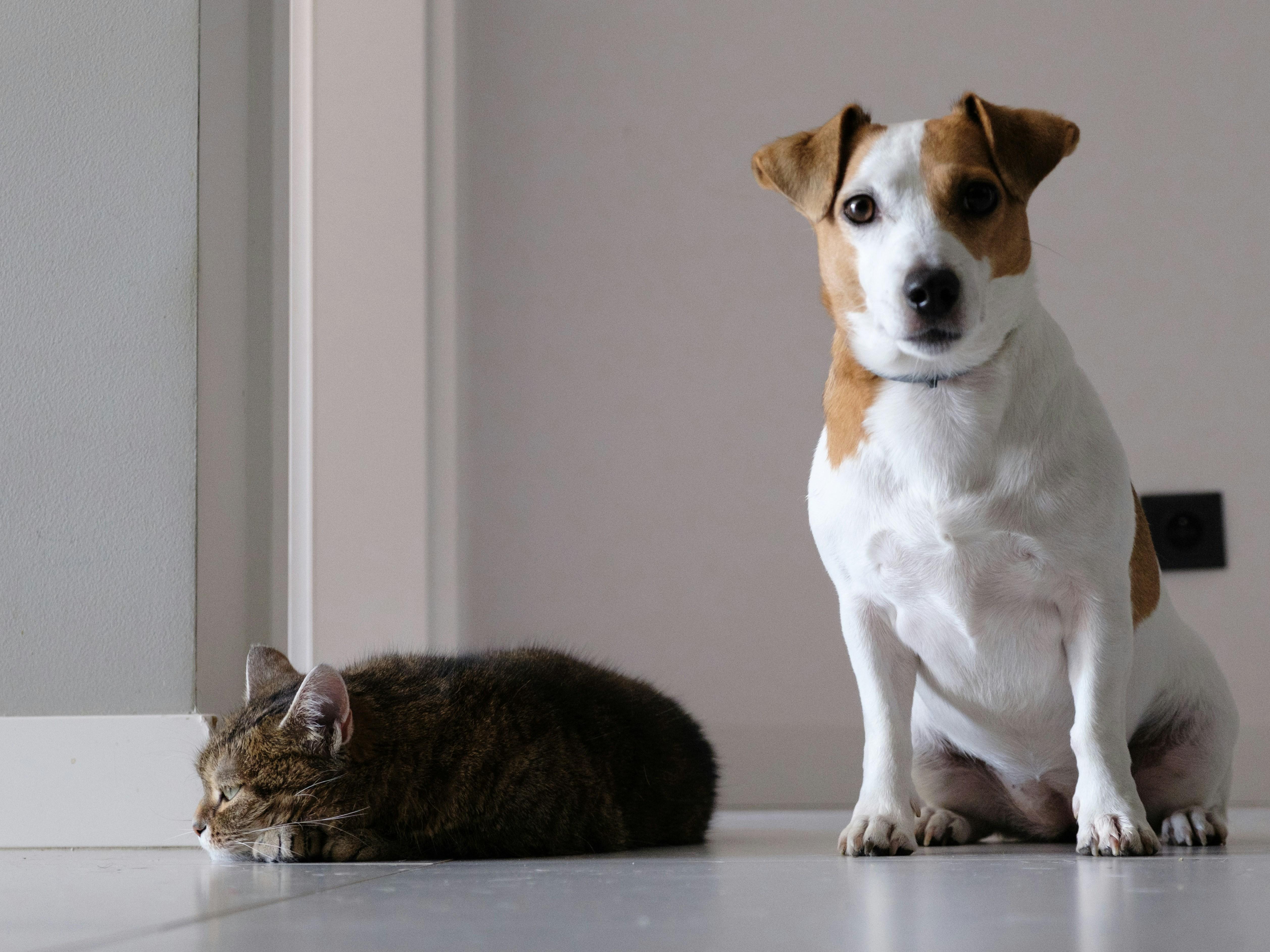犬と猫
