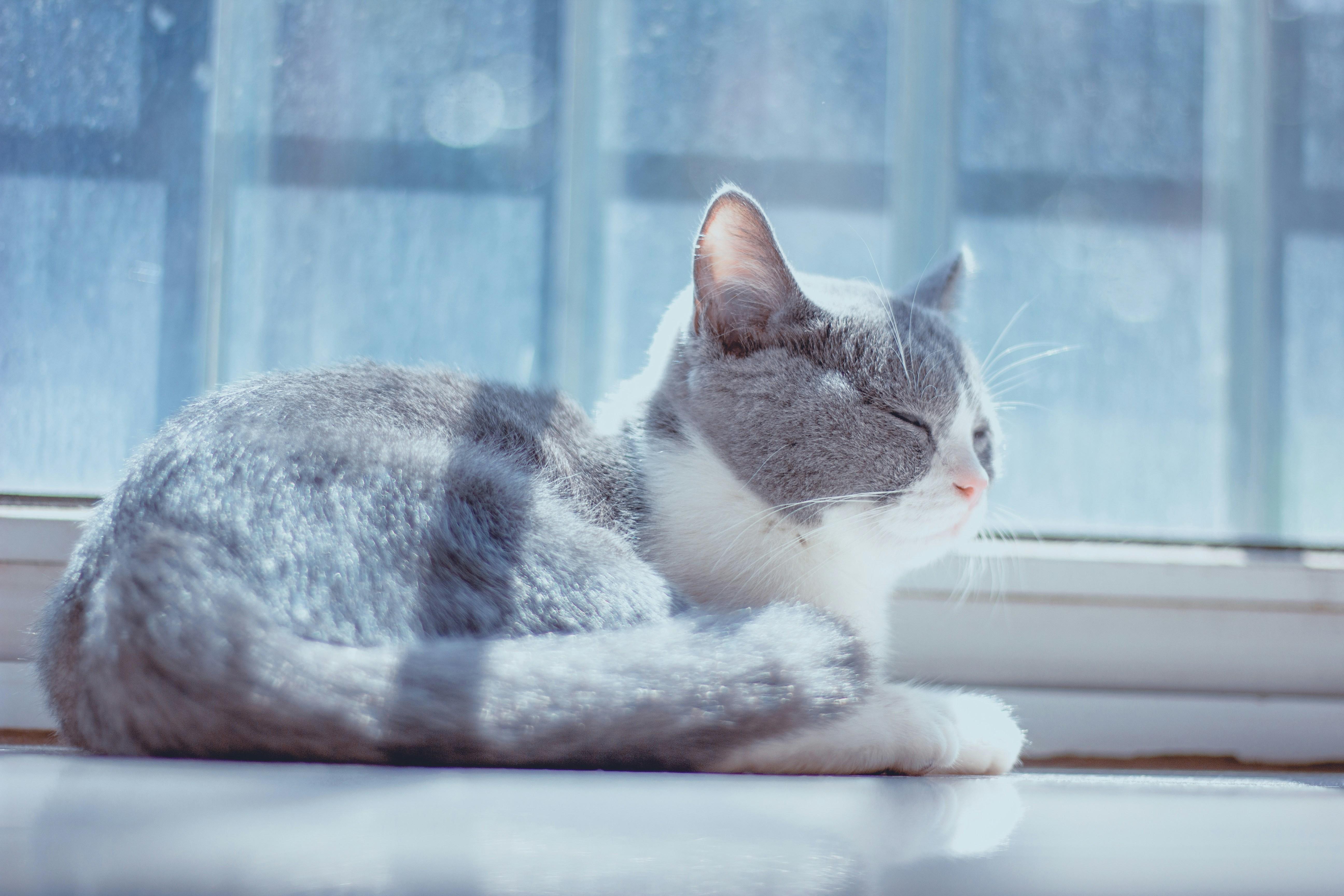 日向で寝てる猫