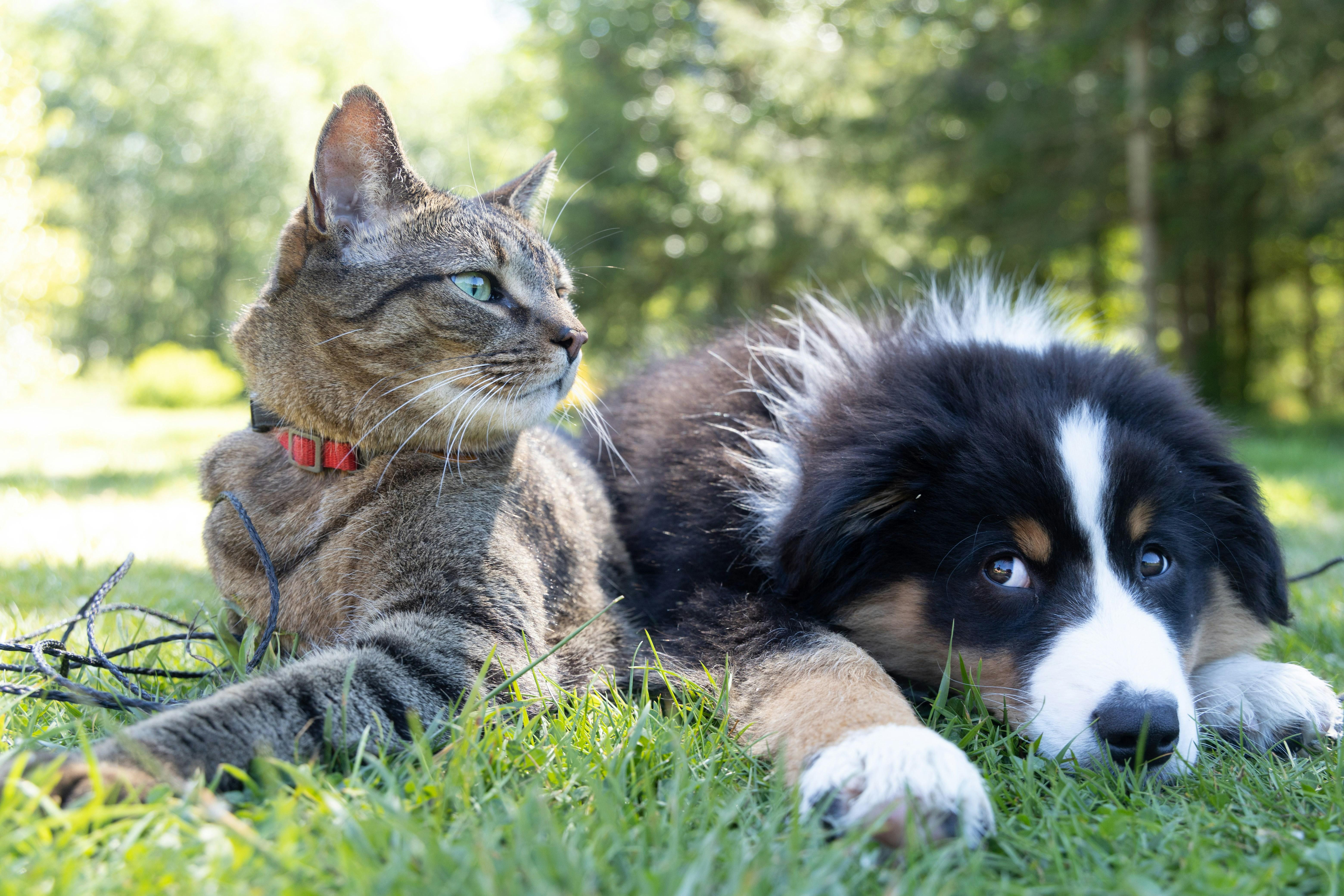 犬と猫