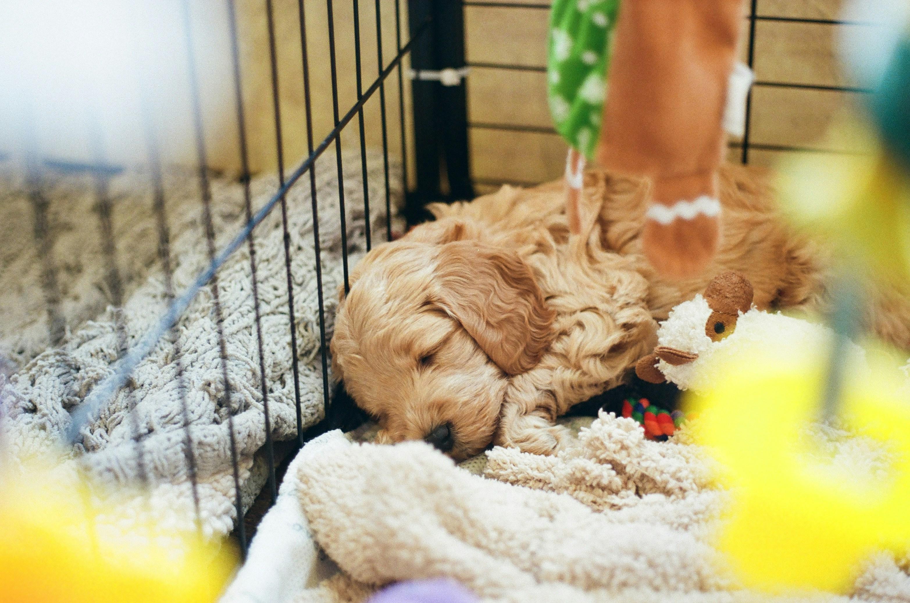 寝ている犬