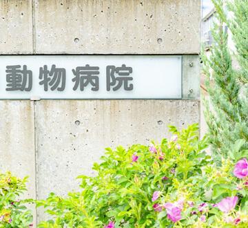 【紹介停止中】東京都・23区外／犬猫